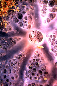 Spugna incrostante blu (Phorbas tenacior)