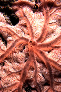 Spugna rossa (Spirastrella cunctatrix)