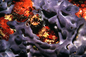 Spugna (Oscarella lobularis)