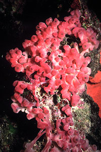 Spugna a canne d'organo (Haliclona mediterranea)