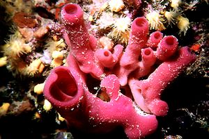 Spugna a canne d'organo (Haliclona mediterranea)