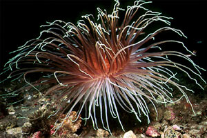 Cerianto (Cerianthus membranaceus)