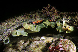 Ascidia lunga (Ciona intestinalis)