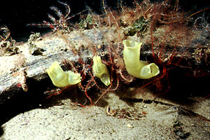 Ascidia lunga (Ciona intestinalis)