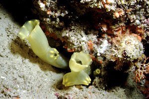 Ascidia lunga (Ciona intestinalis)