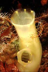 Ascidia lunga (Ciona intestinalis)