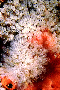 Clavelina nana (Clavelina nana)