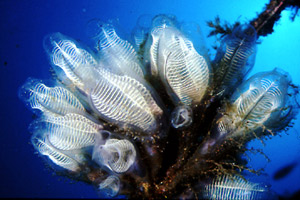 Ascidia  cristallo (Clavelina lepadiformis)