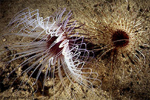 Cerianto (Cerianthus solitarius)