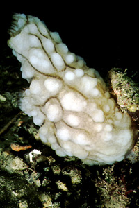Pigna di mare (Phallusia mamillata)