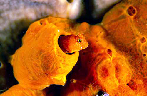 Bavosa cervina (Parablennius zvonimiri)