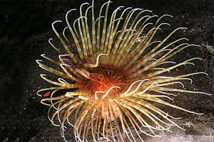 Cerianto (Cerianthus solitarius)