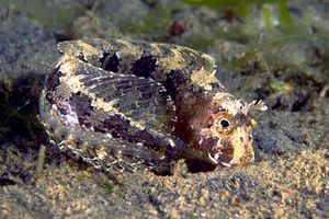 Bavosa cornuta (Parablennius tentacularis)