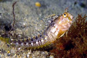 Bavosa cornuta (Parablennius tentacularis)