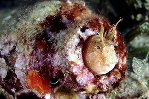Bavosa cornuta (Parablennius tentacularis)