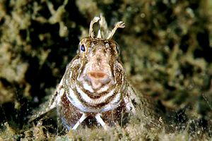 Bavosa cornuta (Parablennius tentacularis)