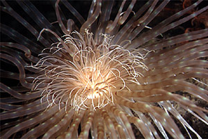 Cerianto (Cerianthus solitarius)