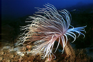 Cerianto (Cerianthus membranaceus)