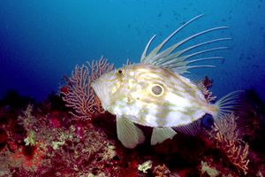 Pesce san pietro (Zeus faber)