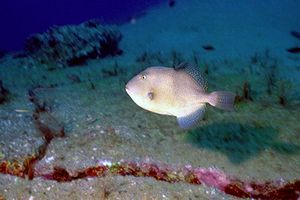 Pesce balestra mediterraneo (Balistes capriscus)