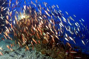 Pesce trombetta (Macrorhamphosus scolopax)