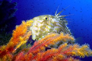 Pesce san pietro (Zeus faber)