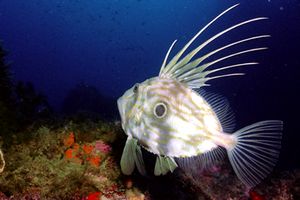 Pesce san pietro (Zeus faber)