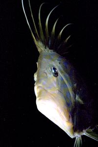 Pesce san pietro (Zeus faber)