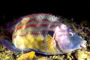 Tordo pavone (Symphodus tinca)