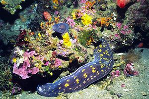 Murena (Muraena helena)