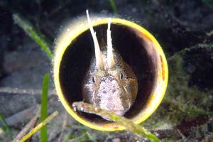 Bavosa cornuta (Parablennius tentacularis)