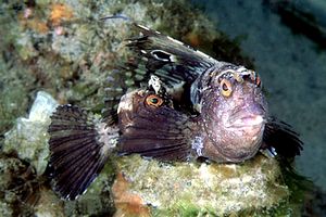 Bavosa occhiuta (Blennius ocellaris)