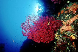 Gorgonia rossa (Paramuricea clavata)