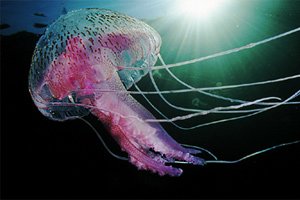 Medusa luminosa (Pelagia noctiluca)