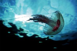 Medusa luminosa (Pelagia noctiluca)