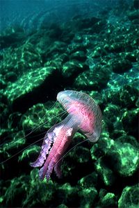 Medusa luminosa (Pelagia noctiluca)