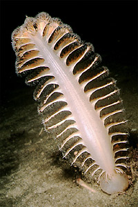 Pennatula (Pteroides griseum)