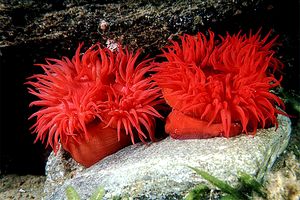 Pomodoro di mare (Actinia equina)