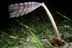 Verme pavone (Sabella penicillus)