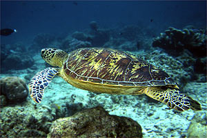 Tartaruga verde (Chelonia mydas)