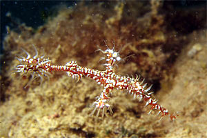 Pesce ago fantasma ornato (Solenostomus paradoxus)