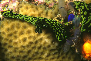 Nembrotha (Nembrotha cristata)