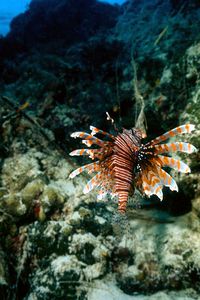 Pesce cobra (Pterois volitans)