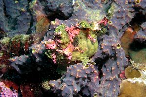 Pesce rana maculato (Antennarius maculatus)