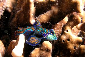 Pesce mandarino (Synchiropus splendidus)