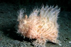 Pesce rana striato (Antennarius striatus)