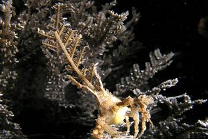 Granchio decoratore (Hyastenus bispinosus)