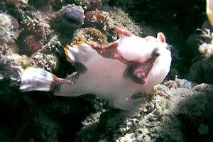 Pesce rana maculato (Antennarius maculatus)