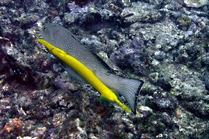 Pesce trombetta (Aulostomus chinensis)