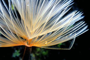 Spirografo (Sabella spallanzanii)